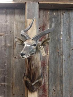 African Nyala Shoulder Mount Taxidermy