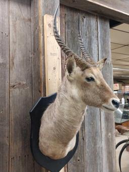 African Waterbuck Shoulder Mount Taxidermy