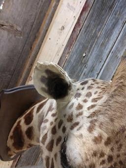 Giraffe Head Mount Taxidermy