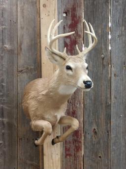 4x4 Whitetail Half Body Taxidermy Mount