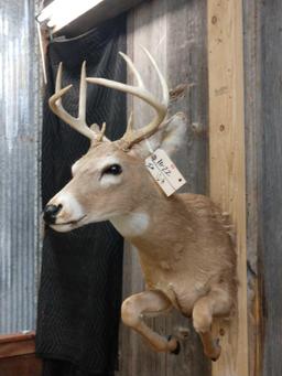 4x4 Whitetail Half Body Taxidermy Mount