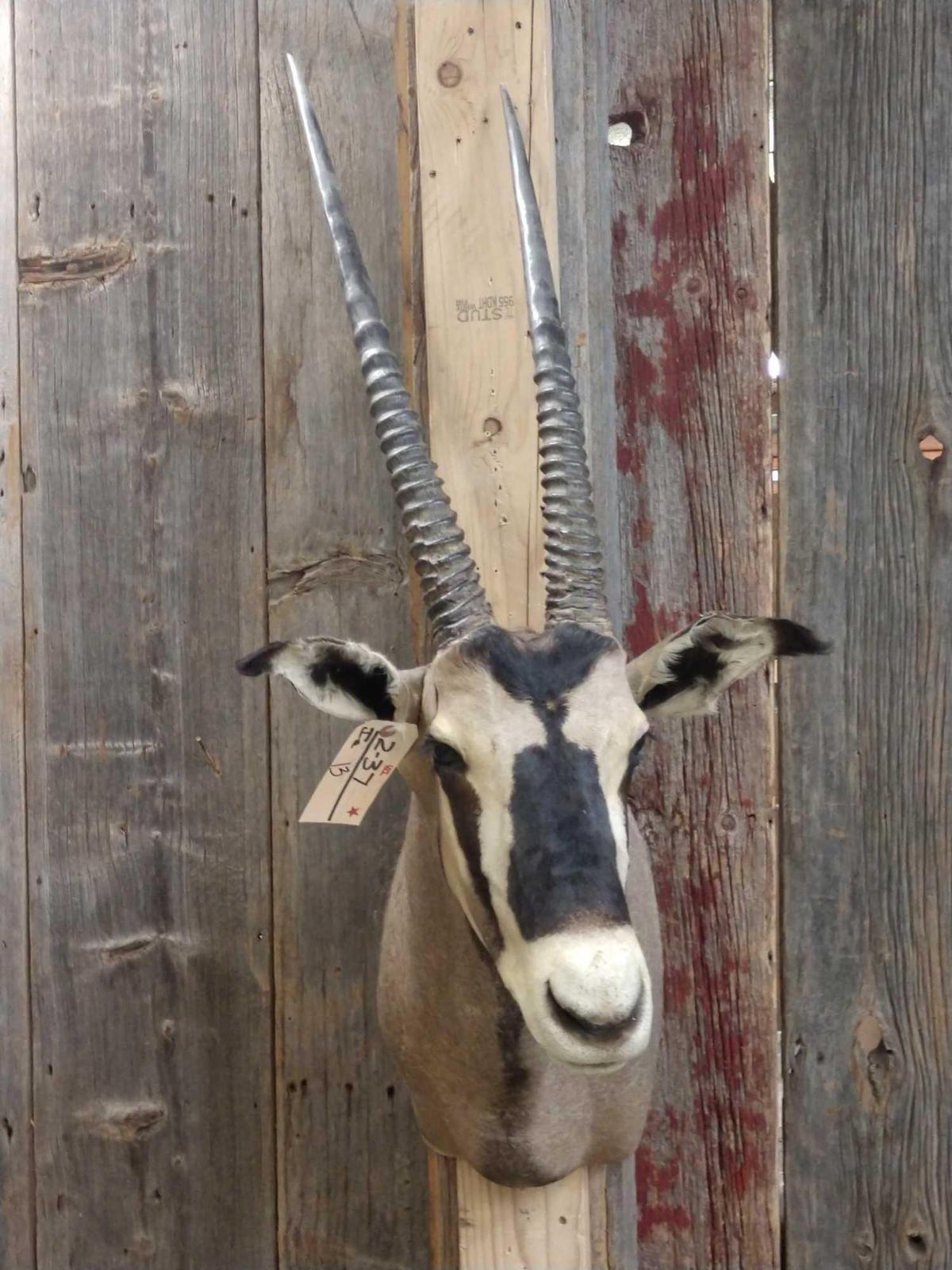 African Gemsbok Shoulder Mount Taxidermy