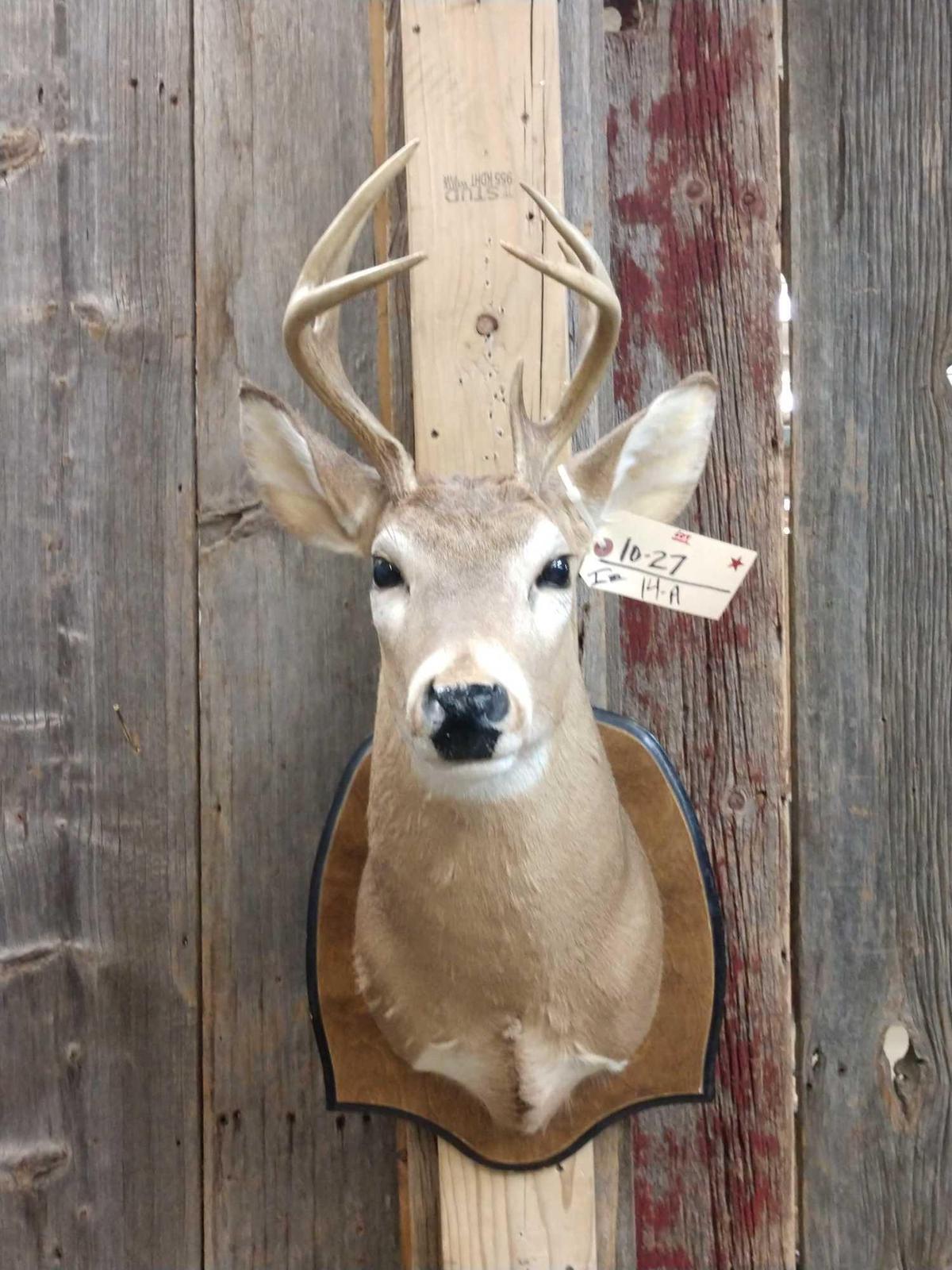 Smaller Whitetail Shoulder Mount Taxidermy