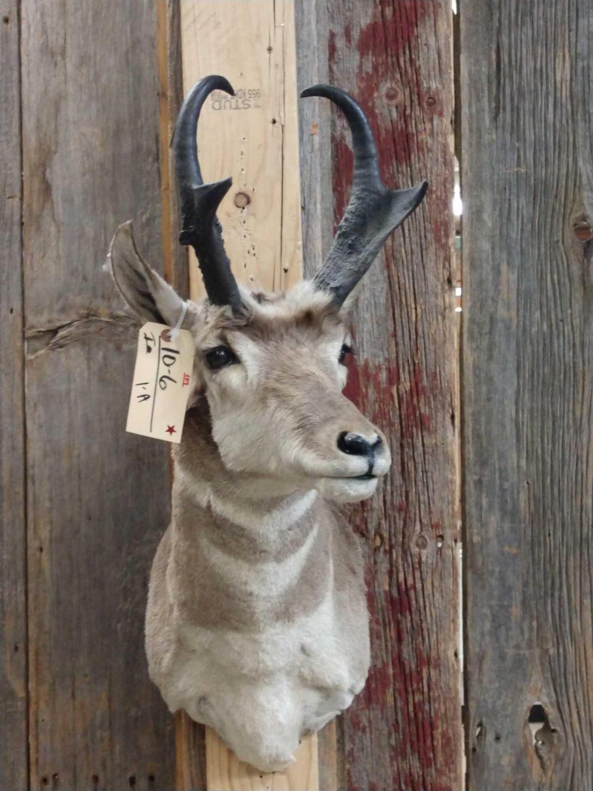 Pronghorn Antelope Shoulder Mount Taxidermy