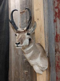 Pronghorn Antelope Shoulder Mount Taxidermy