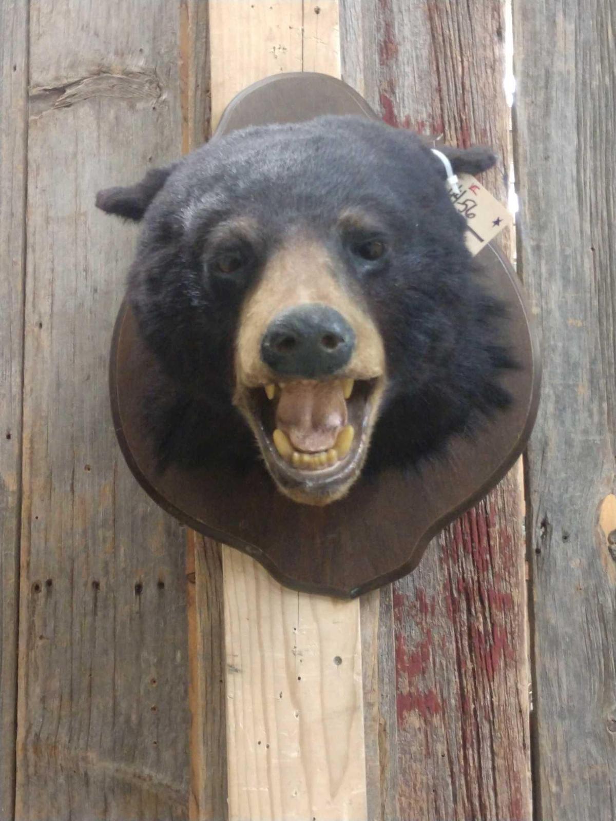 Black Bear Head Taxidermy