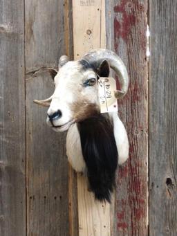 Ram Shoulder Mount Taxidermy