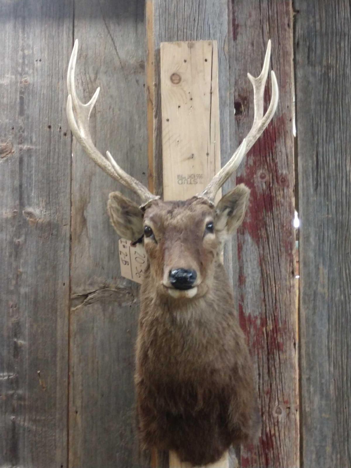 Sika Deer Shoulder Mount Taxidermy