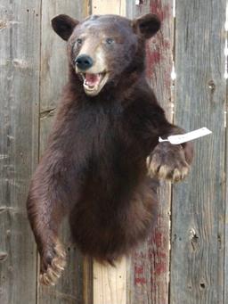 Black Bear Half Body Taxidermy