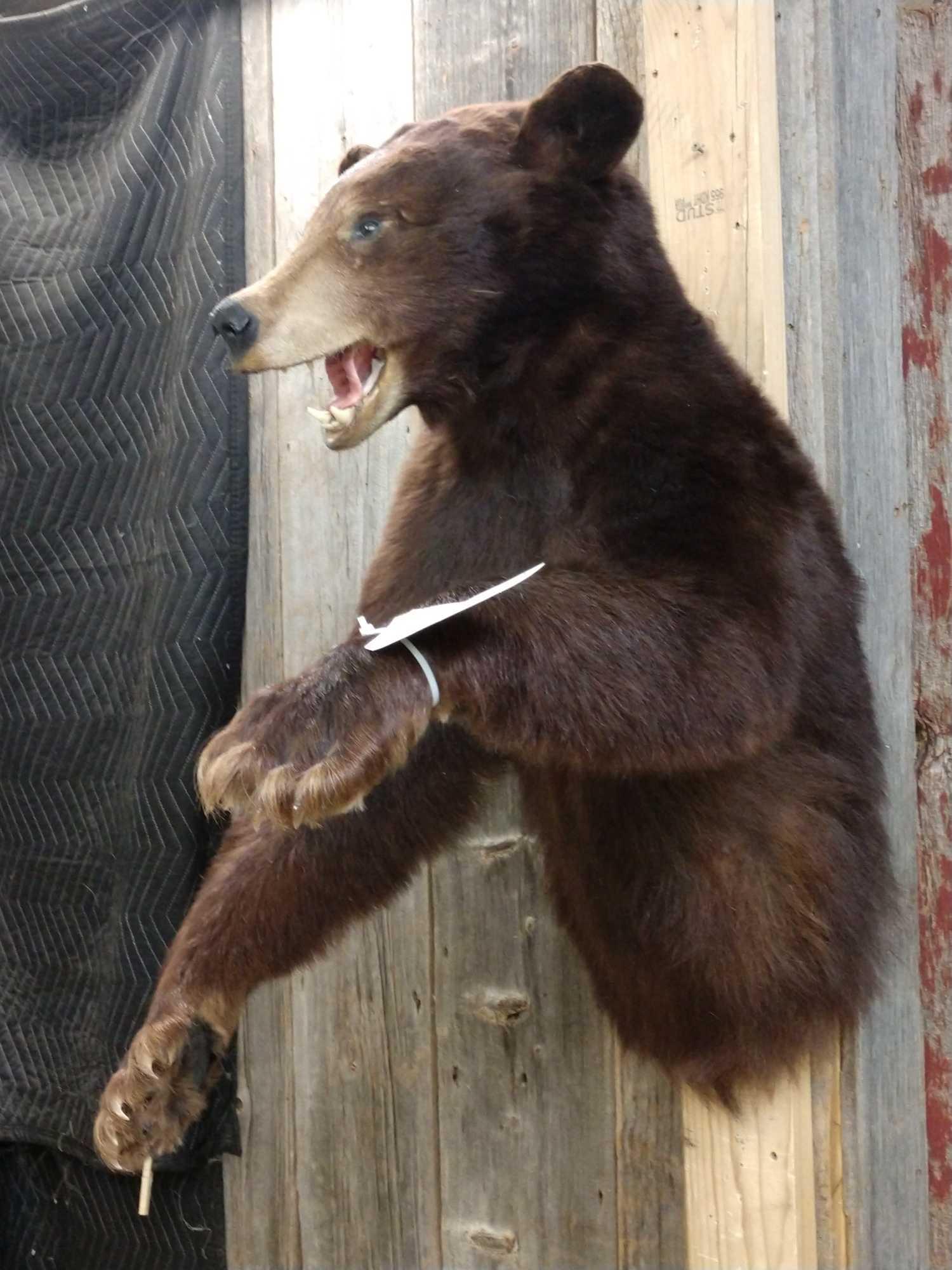 Black Bear Half Body Taxidermy