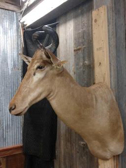 African Hartebeest Shoulder Mount Taxidermy