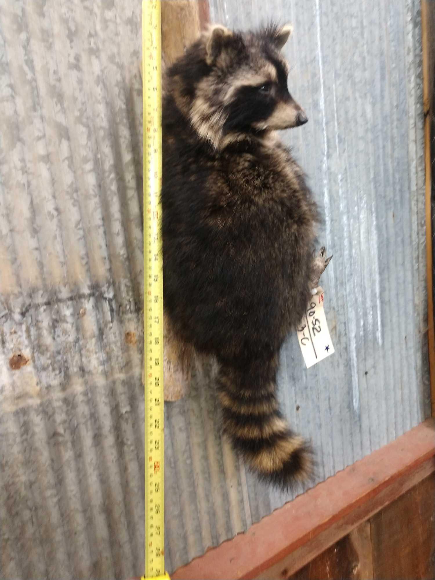 Raccoon Hanging On Driftwood Taxidermy