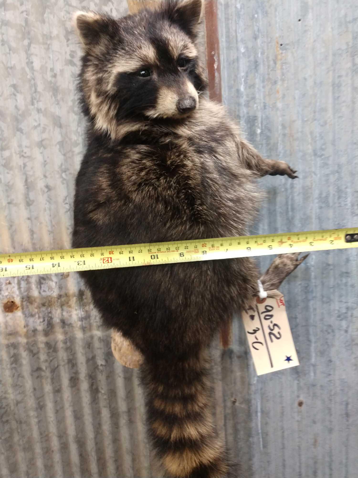 Raccoon Hanging On Driftwood Taxidermy