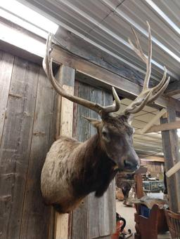 6x5 Elk Shoulder Mount Taxidermy