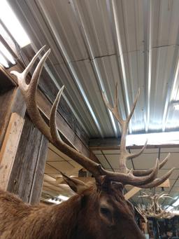 6x5 Elk Shoulder Mount Taxidermy