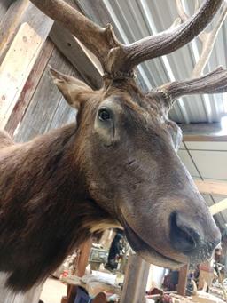 6x5 Elk Shoulder Mount Taxidermy