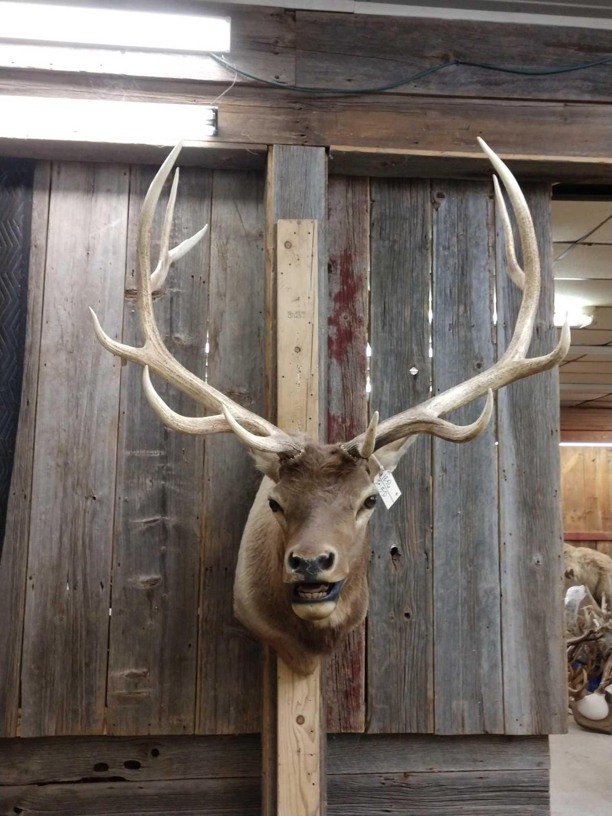 Big 6x6 Elk Shoulder Mount Taxidermy