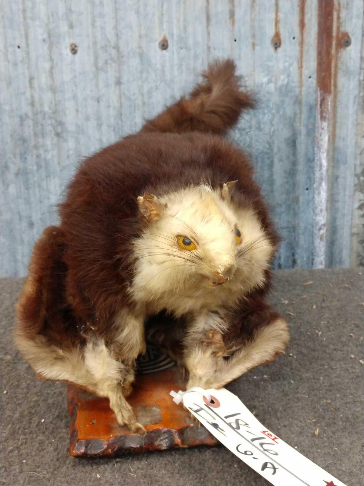 Japanese Giant Flying Squirrel Full Body Taxidermy Mount