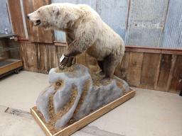 Grizzly Bear Full Body Taxidermy Mount