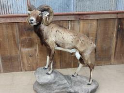 Corsican Ram Full Body Taxidermy Mount