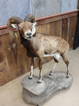 Corsican Ram Full Body Taxidermy Mount