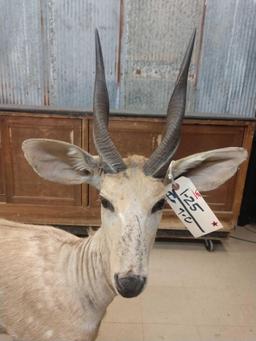 African Bush Buck Full Body Taxidermy Mount