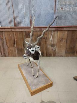 Nice Indian Black Buck Full Body Taxidermy Mount