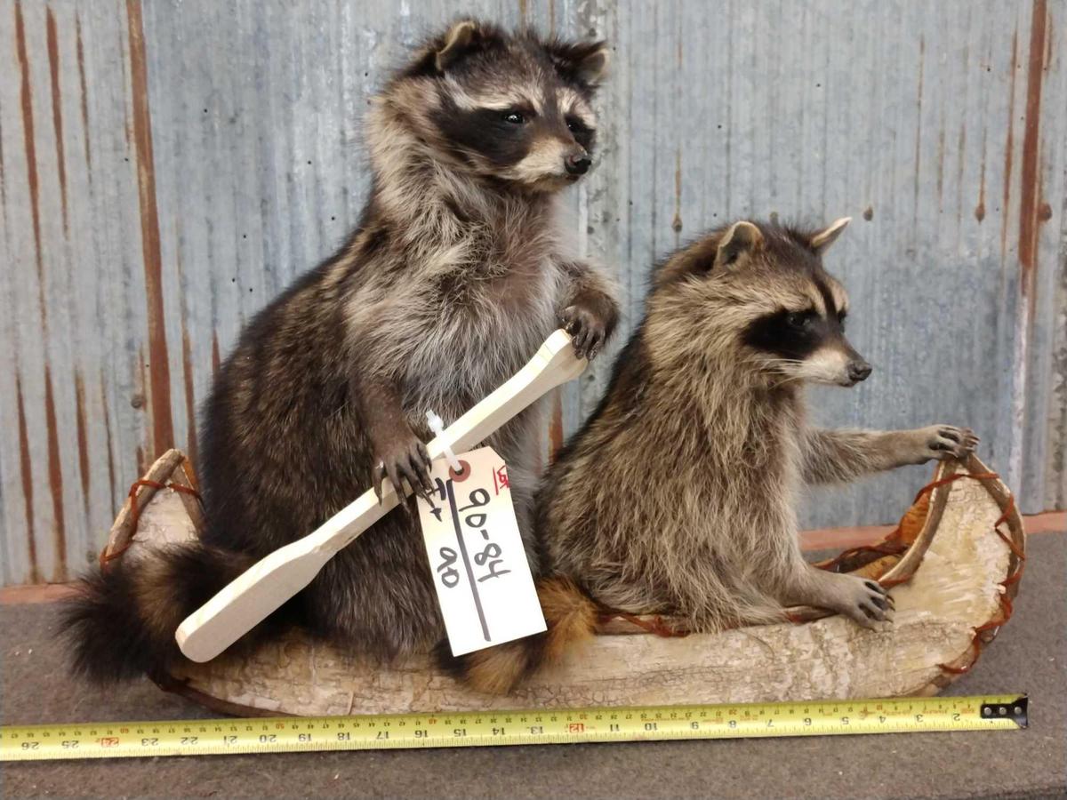 2 Raccoons In A Birch Bark Canoe