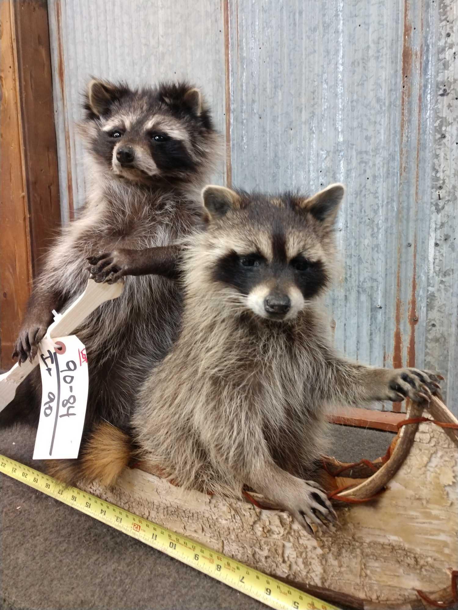 2 Raccoons In A Birch Bark Canoe