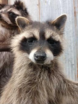 2 Raccoons In A Birch Bark Canoe