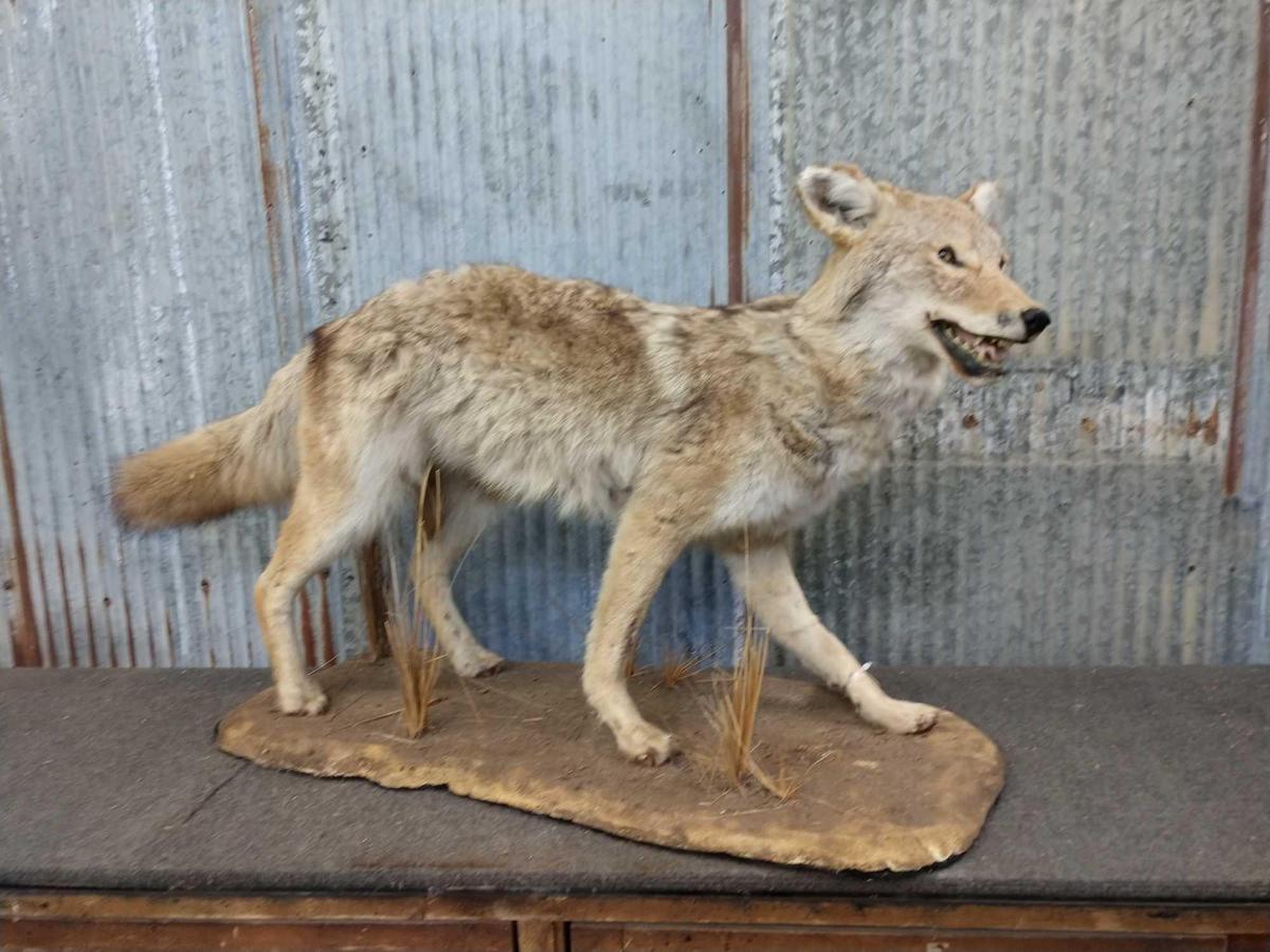 Coyote Full Body Taxiderpy Mount