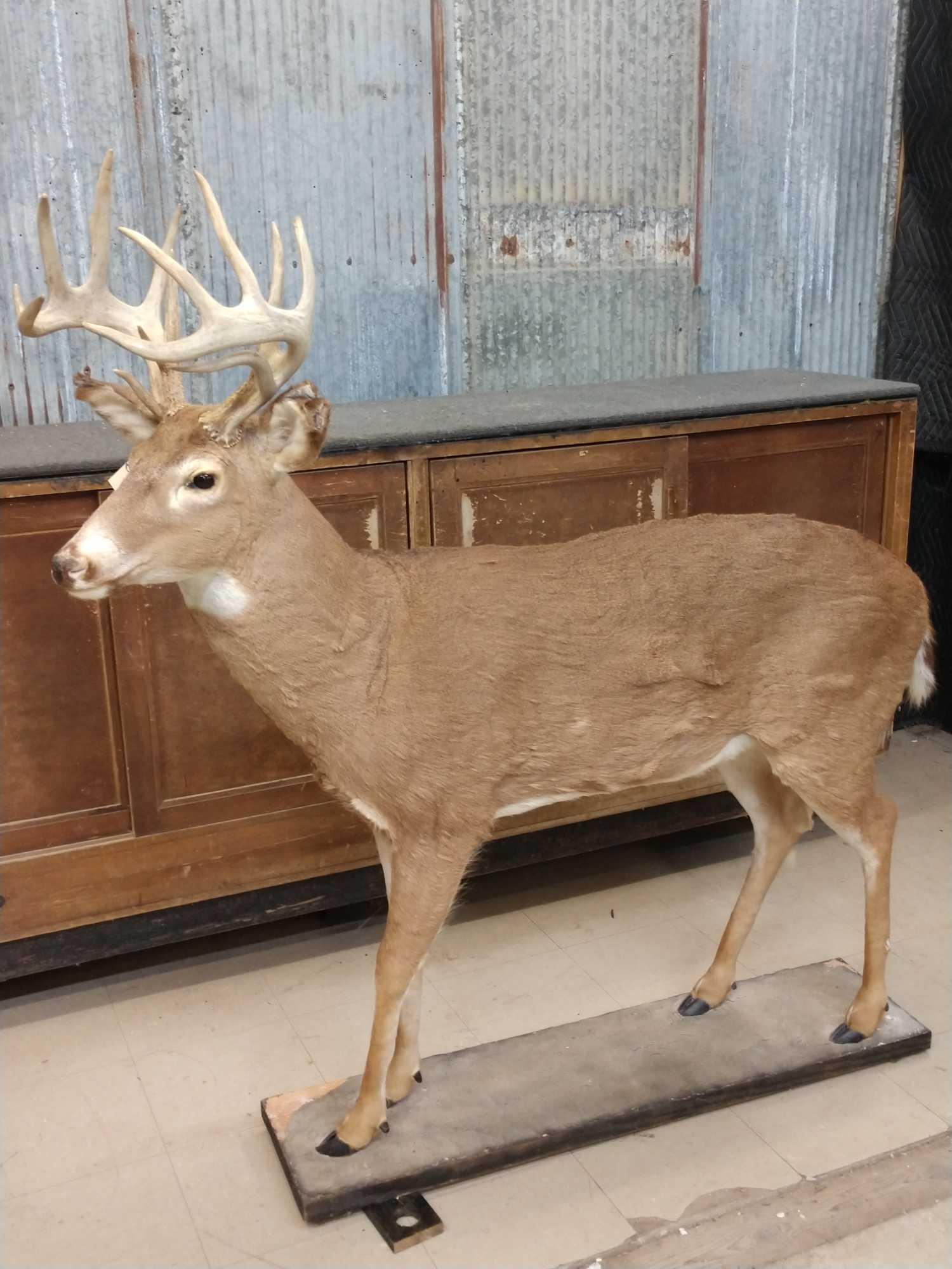 Main Frame 6x5 Whitetail Full Body Taxidermy Mount