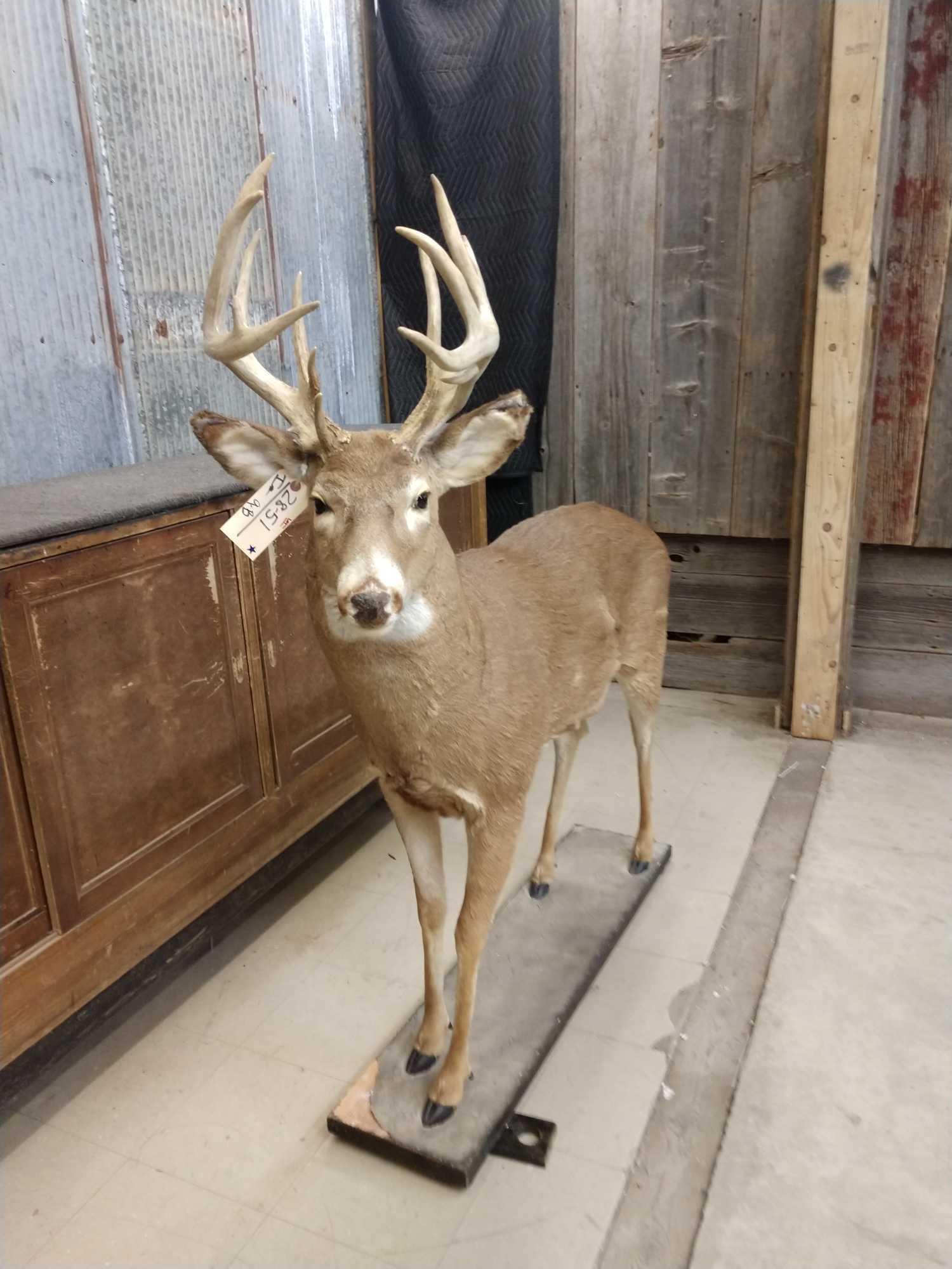 Main Frame 6x5 Whitetail Full Body Taxidermy Mount