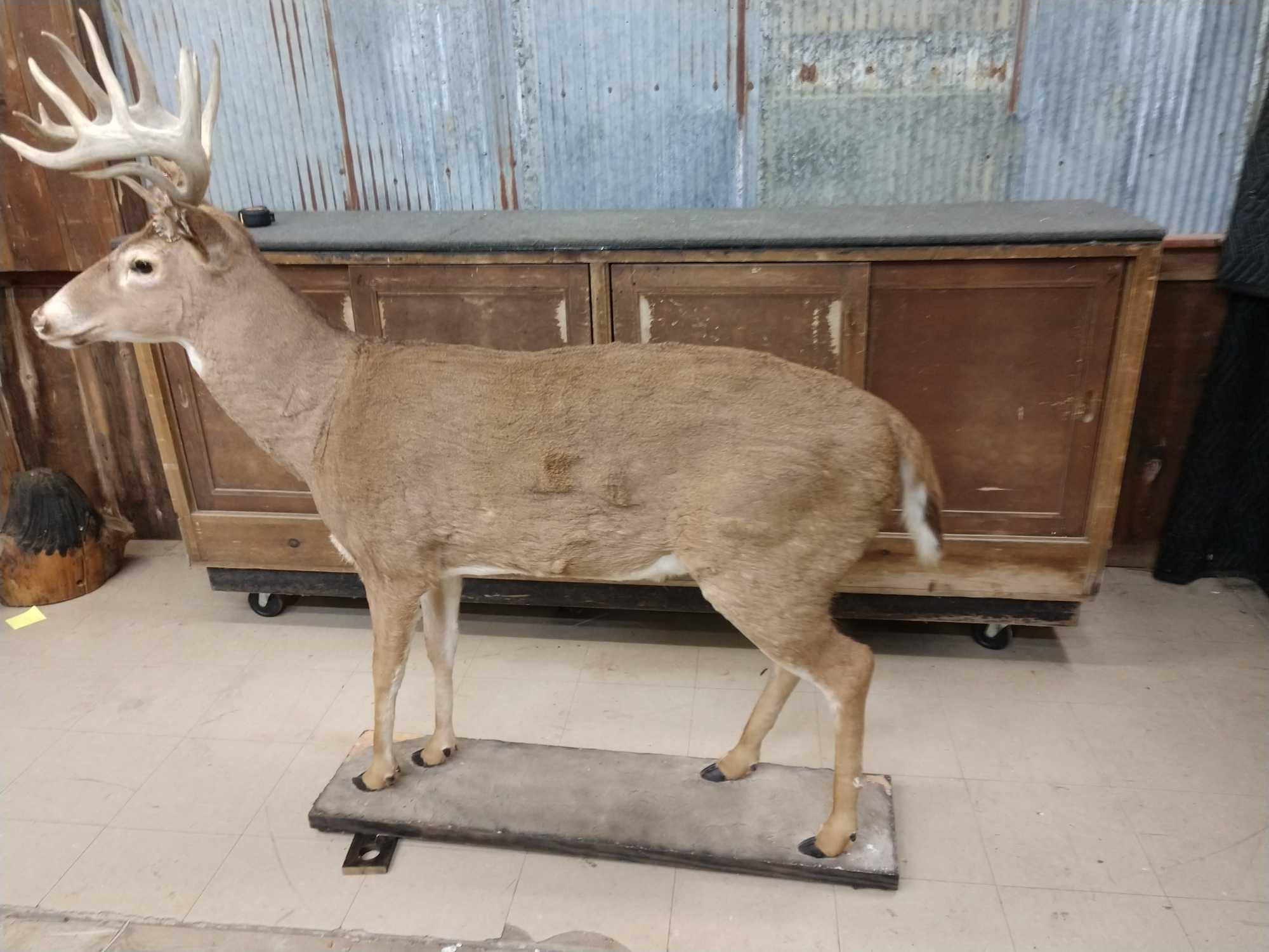 Main Frame 6x5 Whitetail Full Body Taxidermy Mount