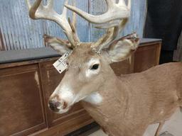 Main Frame 6x5 Whitetail Full Body Taxidermy Mount