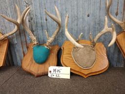 5 Sets Of Whitetail Antlers On Plaque