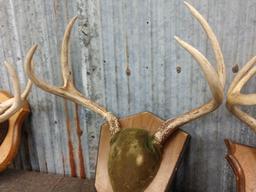 4 Sets Of Whitetail Antlers On Plaque