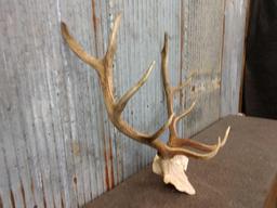 4x5 Elk Antlers On Skull Plate