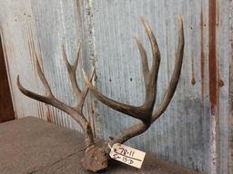 6x6 Mule Deer Antlers On Skull Plate