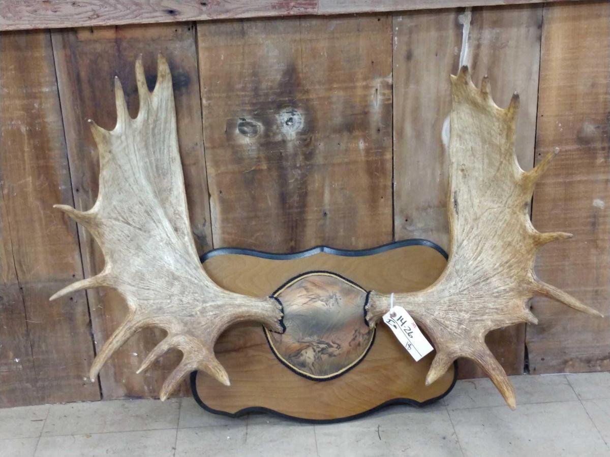 40" Moose Antlers On Plaque