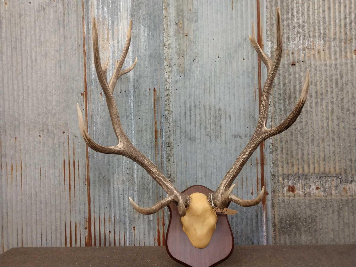 8x7 Elk Antlers On Plaque