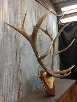 8x7 Elk Antlers On Plaque