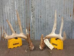 Nice Wild 150 Class Whitetail Shed Antlers