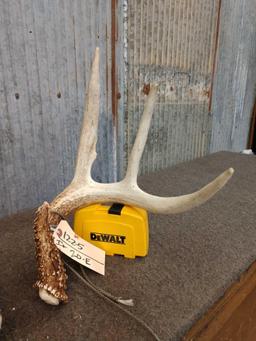 Nice Wild 150 Class Whitetail Shed Antlers