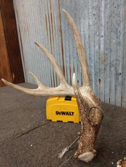 Nice Wild 150 Class Whitetail Shed Antlers