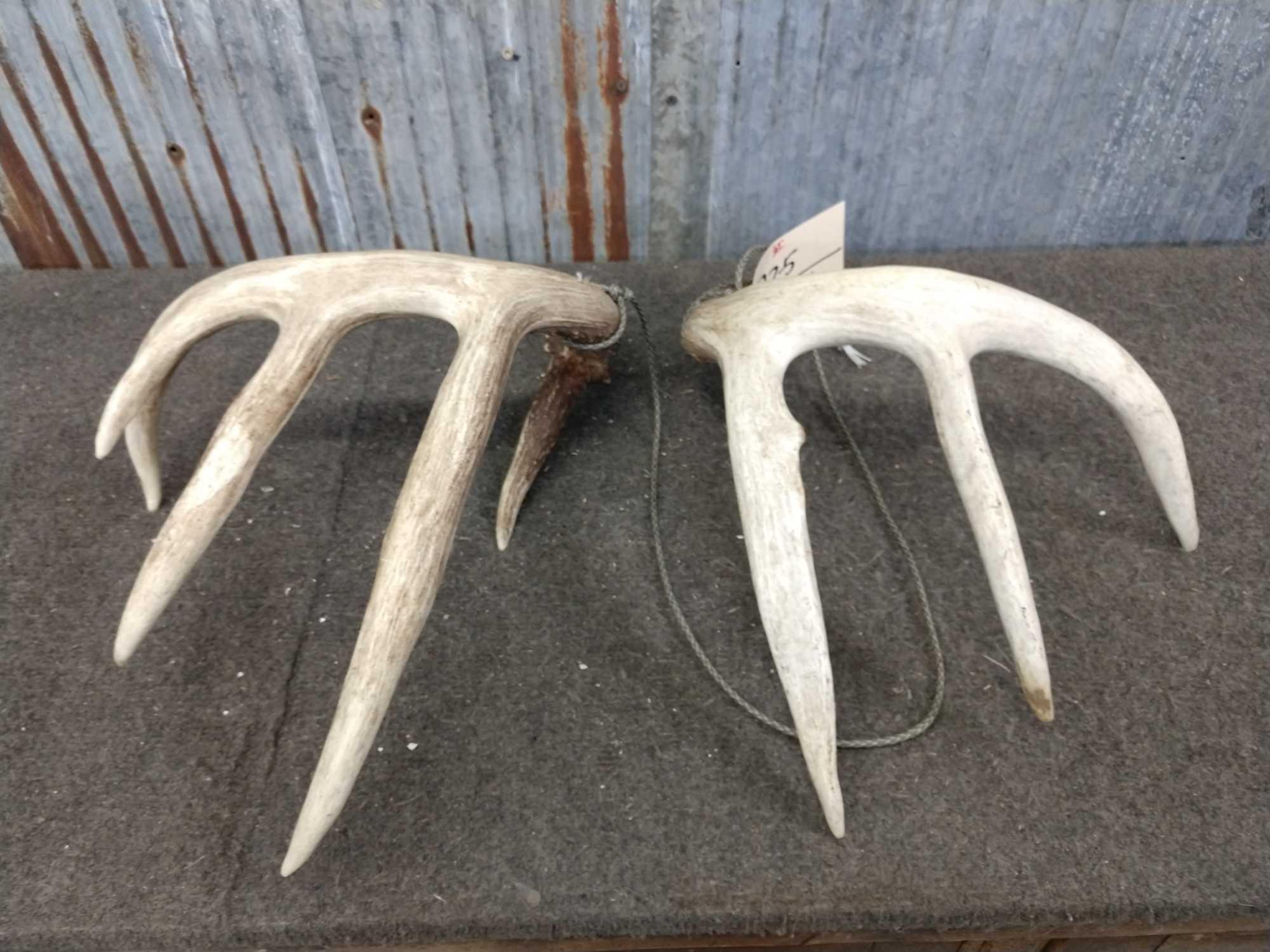 Nice Wild 150 Class Whitetail Shed Antlers