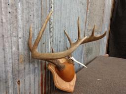 4x5 Whitetail Antlers On Plaque