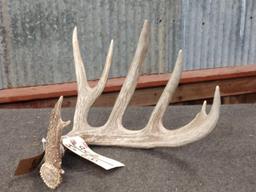 76 4/8" Wild Whitetail Shed Antler