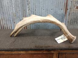 Single Moose Shed