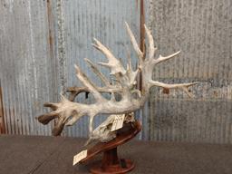 High 200 Class Whitetail Antlers On Skull